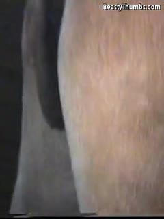 人类和动物-A-Gay公驴交配(Zoophilia动物马种马性别),等着你欣赏